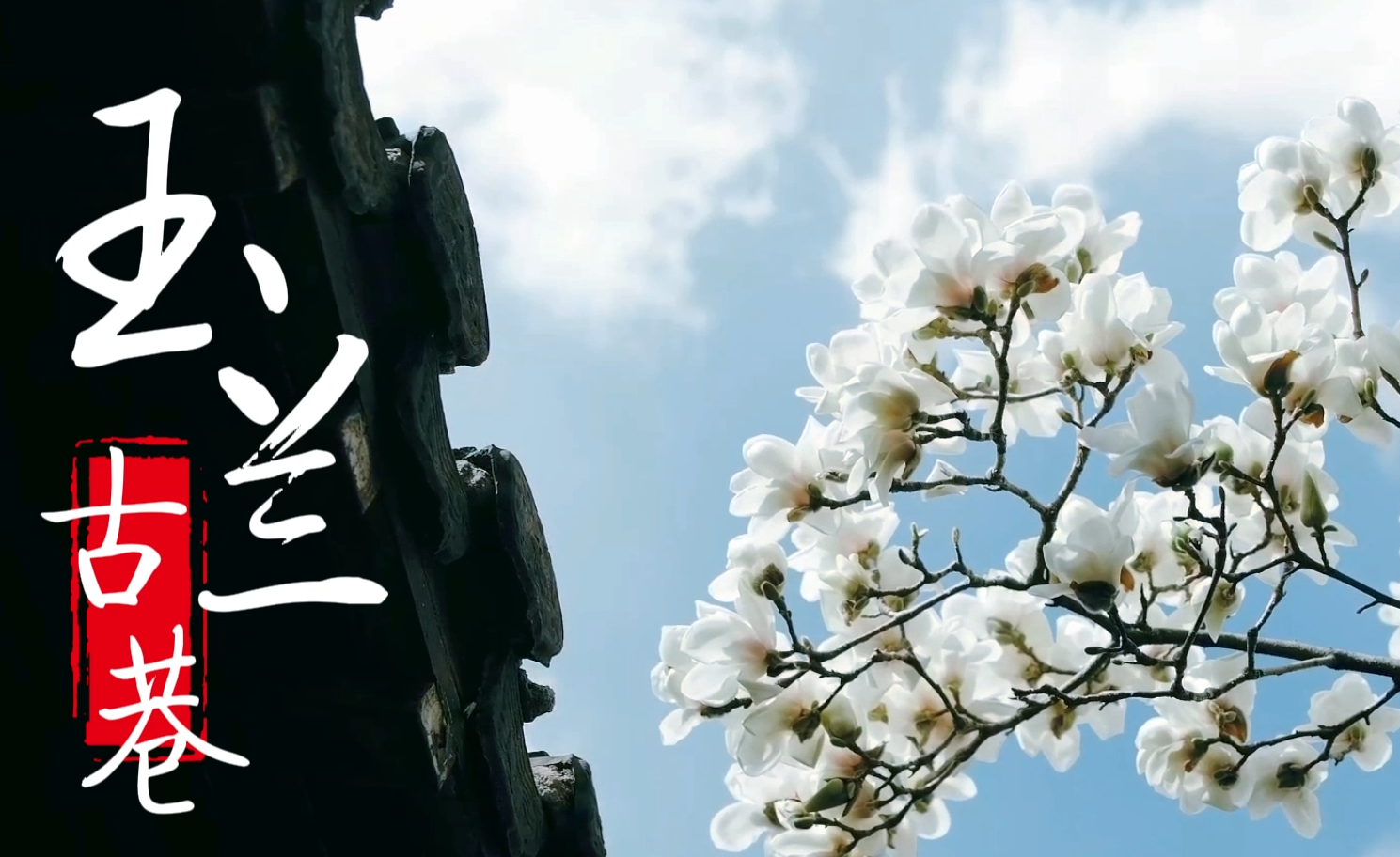 【大美甘肃】玉兰缀古巷 青砖听花语